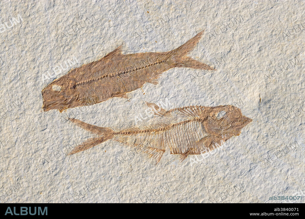 Fossil fish, Knightia spp. on top and Diplomystus dentatus beneath from the Eocene age. Found in the Green River Formation, Kemmerer, Wyoming.