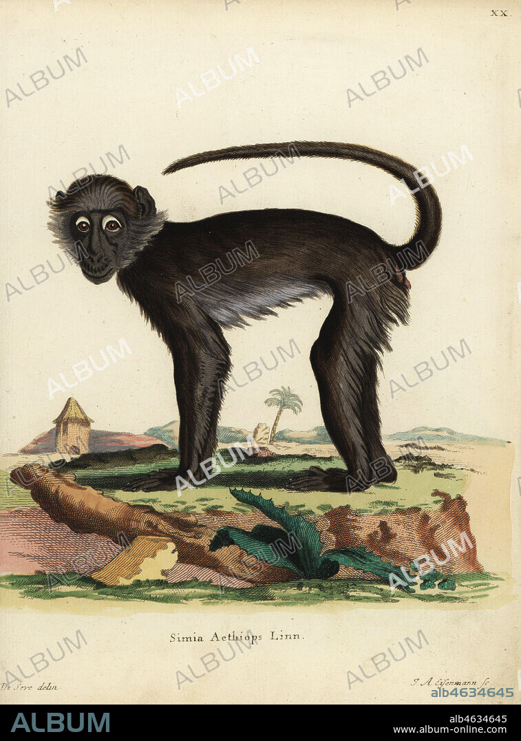 Grivet monkey, Chlorocebus aethiops. Simia aethiops Linn. Handcoloured copperplate engraving by Jakob Andreas Eisenmann after an illustration by Jacques de Seve from Johann Christian Daniel Schreber's Animal Illustrations after Nature, or Schreber's Fantastic Animals, Erlangen, Germany, 1775.