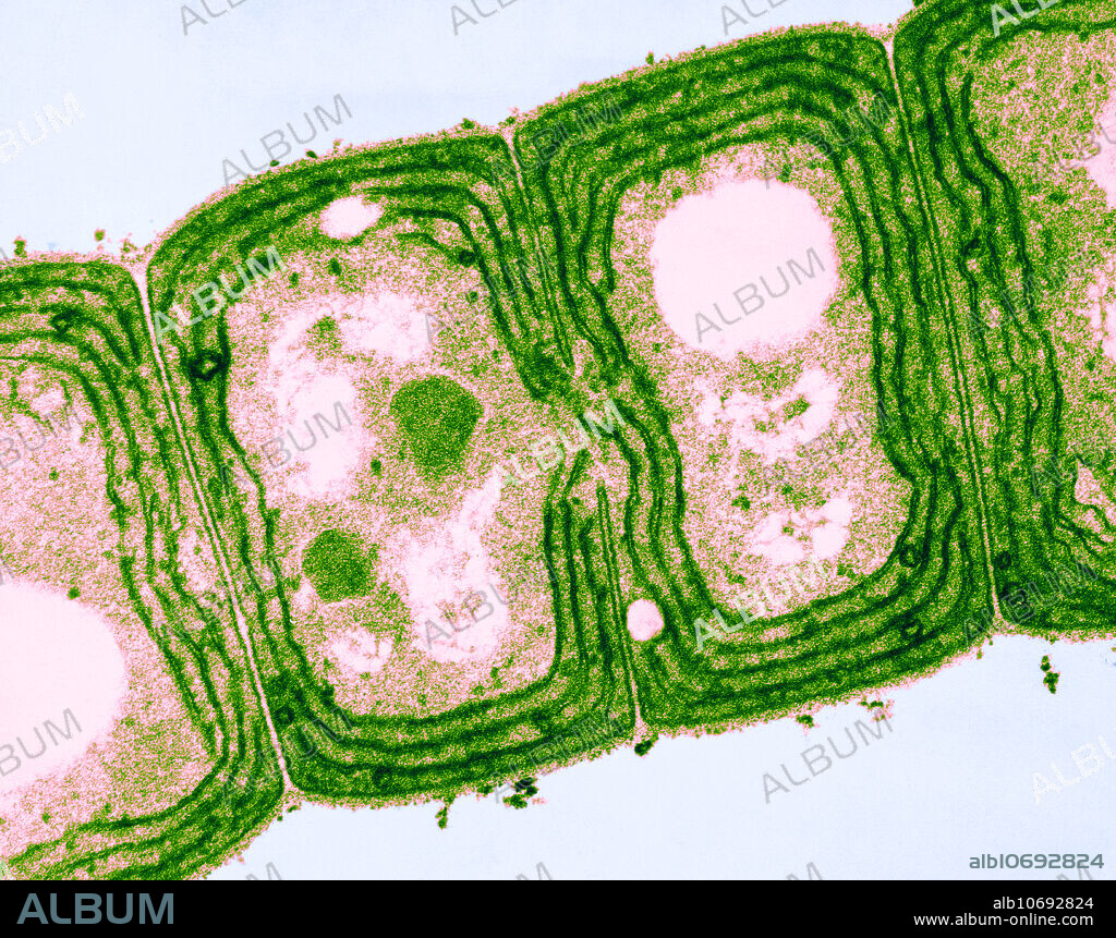 Colour enhanced light micrograph of oscillatoria, a filamentous cyanobacteria; longitudinal section through a filament. Oscillatoria reproduces by fragmentation and gets energy through photosynthesis. It is often found in watering troughs. Magnification x80,000 @ 8x10.