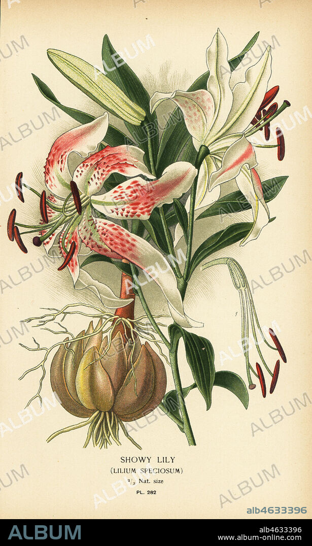 Showy lily, Lilium speciosum. Chromolithograph from an illustration by Desire Bois from Edward Steps Favourite Flowers of Garden and Greenhouse, Frederick Warne, London, 1896.