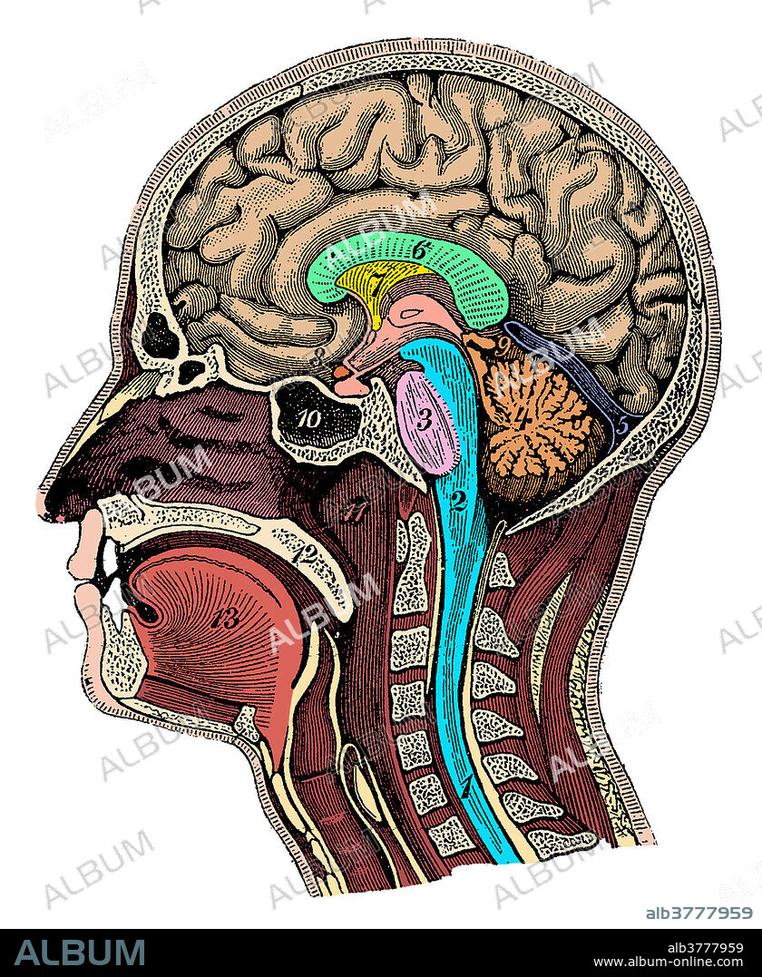 Color enhanced illustration of a cross-section of the head showing the brain showing the spinal cord, medulla oblongata, pons, cerebellum, transverse fissure, corpus callosum, septum pellucidum, optic chiasm, pineal gland, sphenoid sinus, nasopharynx, soft palate and tongue. This is an historical illustration from the 1890's.