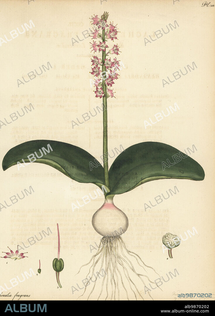 Cape cowslip, Lachenalia nervosa. Sweet-scented lachenalia, Lachenalia fragrans. From the Cape of Good Hope, South Africa, in the Hammersmith nursery of Lee and Kennedy. Copperplate engraving drawn, engraved and hand-coloured by Henry Andrews from his Botanical Register, Volume 5, self-published in Knightsbridge, London, 1803.