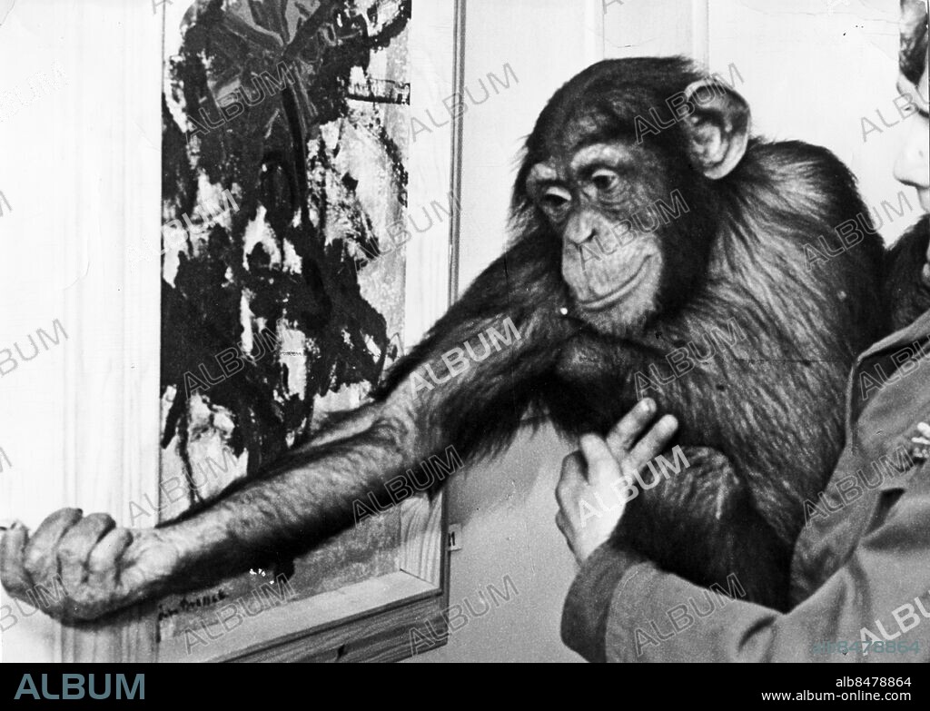 FILE CA 1964-02-11. Chimpanzee Peter at Boras Zoo paints pictures on commission by journalist Åke Axelsson and exhibits the paintings at Gallerie Christinae in Gothenburg with the signature Pierre Brassau.. *****. Schimpansen Peter på Borås djurpark målar tavlor på beställning av journalisten Åke Axelsson och ställer ut tavlorna på Gallerie Christinae i Göteborg under namnet Pierre Brassau.. Foto: Expressen / TT / Kod: 192.