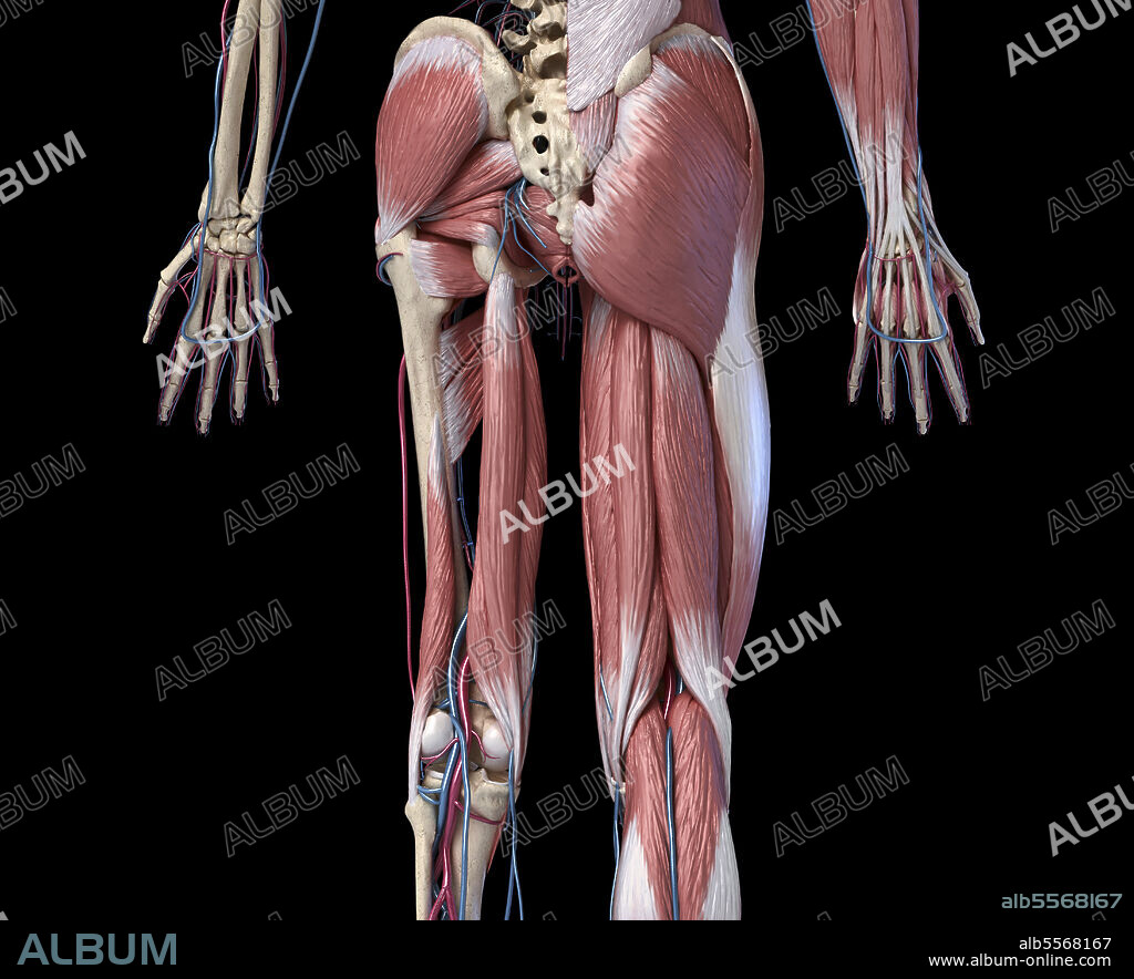 3D illustration of human limbs, hip and muscular system with arteries and veins. Rear view on black background.