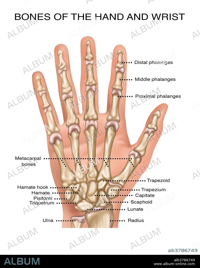 Illustration showing the bones of the hand and wrist. Making up the fingers are: distal phalanges, middle phalanges, and proximal phalanges. Metacarpal bones extend into the intermediate part of the hand skeleton. In the carpus (area connecting the hand to the forearm) is the following cluster of bones: trapezoid, trapezium, capitate, scaphoid, lunate, triquetrum, pisiform, hamate, and hamate hook. These connect to the arm bones the radius and ulna.