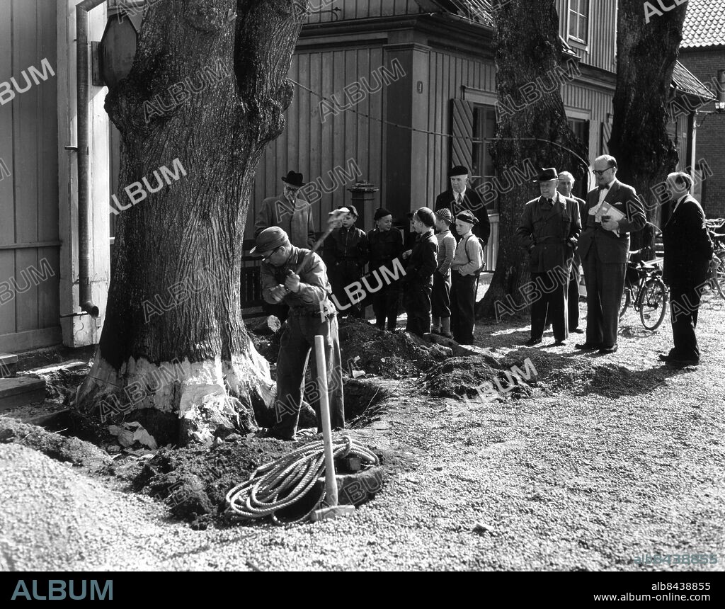 Arkiv 1954 - Trädfällning i Sigtuna som får alla på gatan att stanna upp och titta på. Bilden publicerad i boken "Femtiotal" år 2001.. Foto: Jonny Graan Kod: 16. COPYRIGHT SCANPIX SWEDEN.