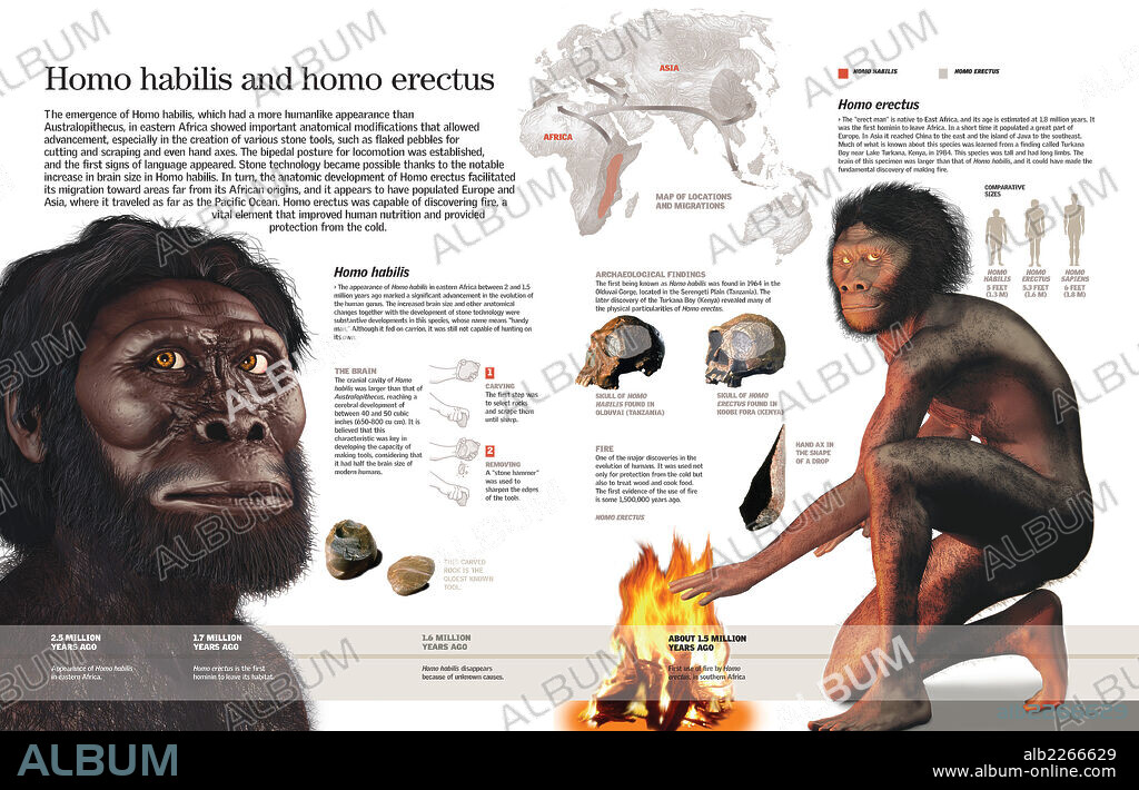 Homo habilis y homo erectus. Infografía del Homo habilis y del Homo erectus, sus cambios anatómicos, la fabricación de herramientas y el dominio del fuego.