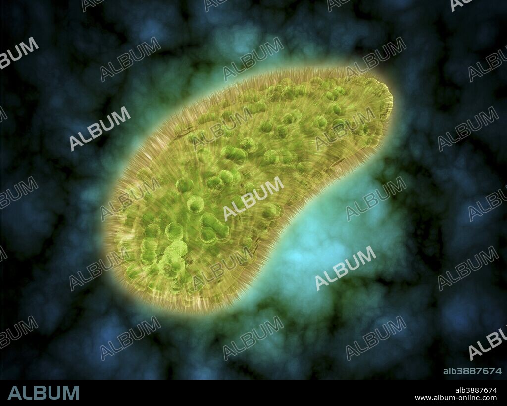Microscopic view of Paramecium bursaria, a species of ciliate protozoan that has a mutualistic symbiotic relationship with green algae called Zoochlorella.