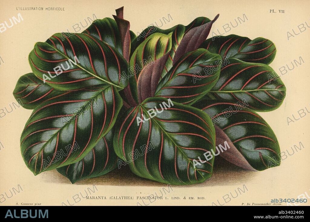 Prayer plant, Malanta leuconeura (Maranta Calathea fascinator). Chromolithograph by P. de Pannemaeker after an illustration by A. Goossens from Jean Linden's l'Illustration Horticole, Brussels, 1894.