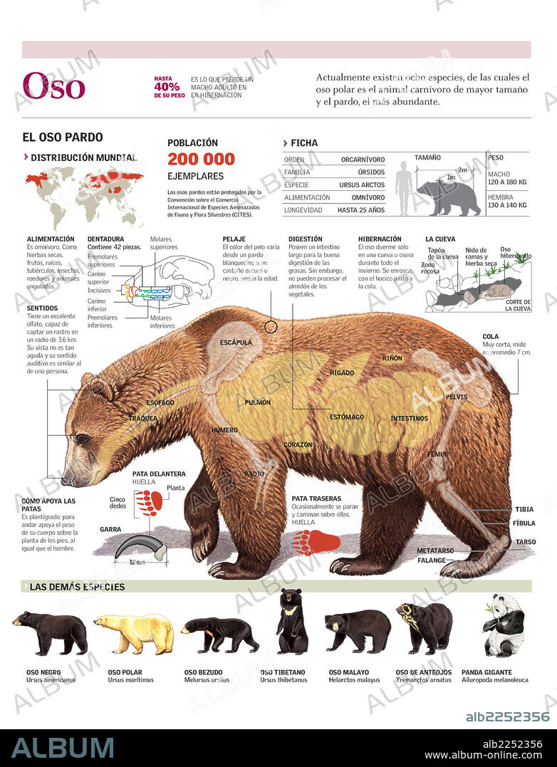 OSO. Infografía del hábitat y anatomía del oso pardo y las diferentes especies de oso.