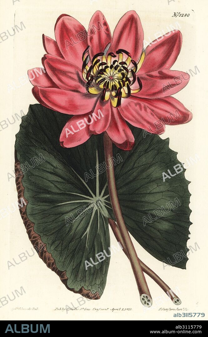 Red-flowered water lily, Nymphaea rubra. Handcoloured copperplate engraving by F. Sansom Jr. after an illustration by Sydenham Edwards from William Curtis' Botanical Magazine, T. Curtis, London, 1810.