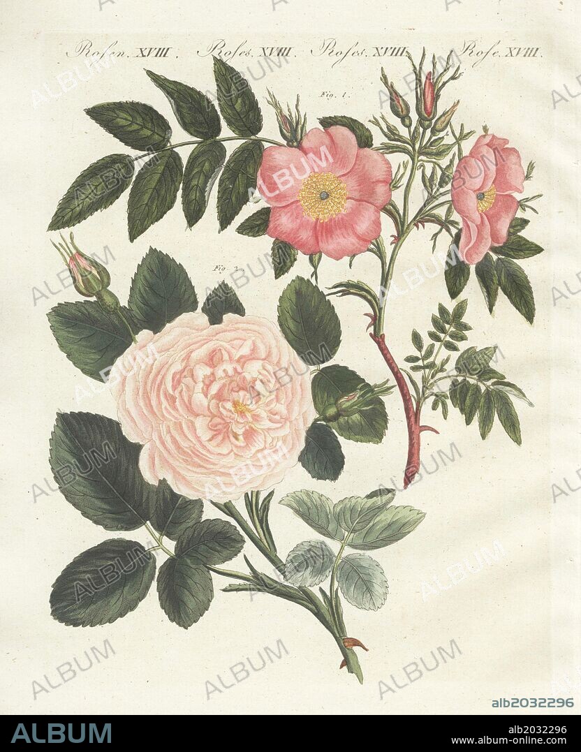 Virginia rose, Rosa lucida, and Rosa truncata major. Handcoloured copperplate engraving from Bertuch's "Bilderbuch fur Kinder" (Picture Book for Children), Weimar, 1790-1830. Friedrich Johann Bertuch (1747-1822) was a German publisher and man of arts most famous for his 12-volume encyclopedia for children illustrated with 1,200 engraved plates on natural history, science, costume, mythology, etc.