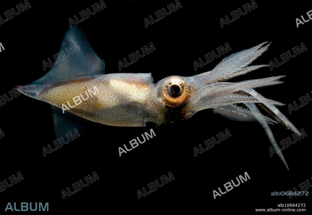 The Eye Flash Squid, Abralia veranyi, (Enoploteuthidae) is found in the Atlantic, Mediterranean, Caribbean and the Gulf of Mexico. The arrangement of the photophores in the tentacles helps to identify this species. Photophores on the ventral surface of this species produce a blue light matching the light coming down from the ocean's surface. A predator looking up from below will not be able to see the silhouette of the squid owing to the blue light from the photophores matching the light from the surface. This use of bioluminescence is called counterillumination and occurs in fish, cephalopods and other invertebrates. This individual was captured in a Tucker Trawl between the surface and 350 meters depth at night, in the Gulf of Mexico,.