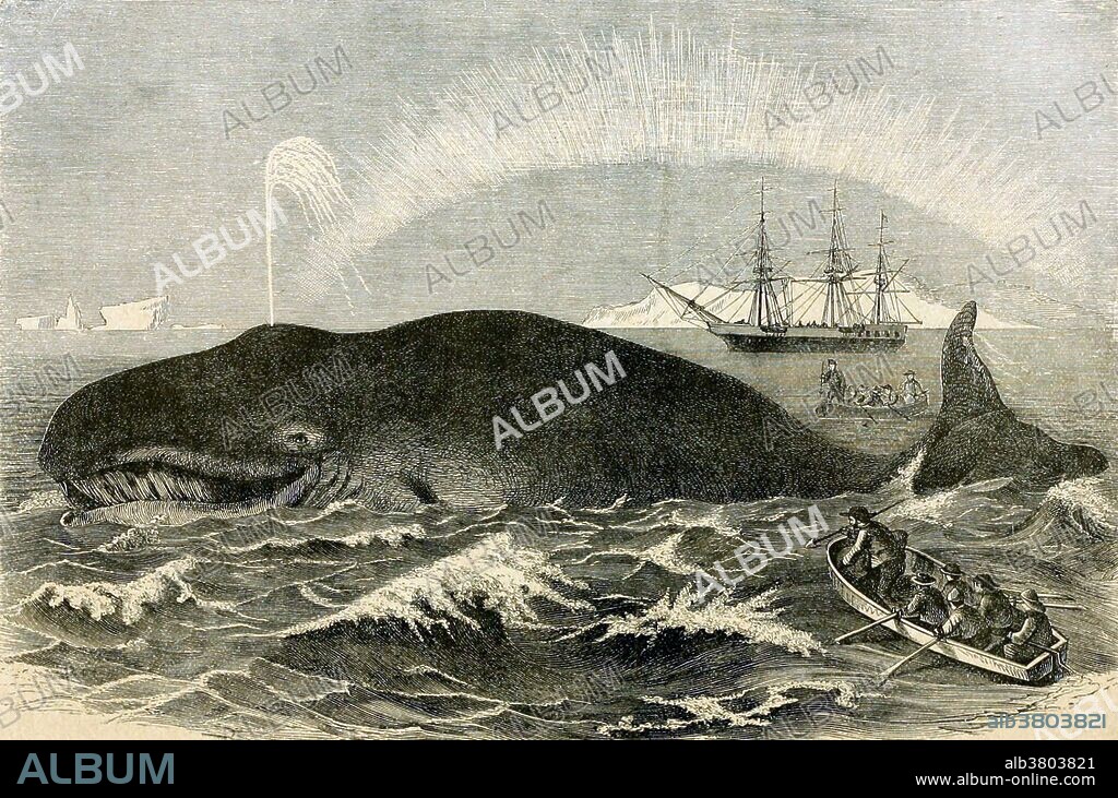 Greenland whale. The bowhead whale (Balaena mysticetus) is a species of the right whale family Balaenidae, in suborder Mysticeti and genus Balaena. A stocky dark-colored whale without a dorsal fin, it can grow to 66 feet in length and can weigh from 83 to 110 tons. It lives entirely in fertile Arctic and sub-Arctic waters, unlike other whales that migrate to feed or reproduce to low latitude waters. The bowhead was an early whaling target. Its population was severely reduced before a 1966 moratorium. The population is estimated to be over 24,900 worldwide, down from an estimated 50,000 before whaling. Whaling is the hunting of whales primarily for meat and oil. Its earliest forms date to at least 3000 BC. Cassell's Natural History edited by P. Martin Duncan, 1896.