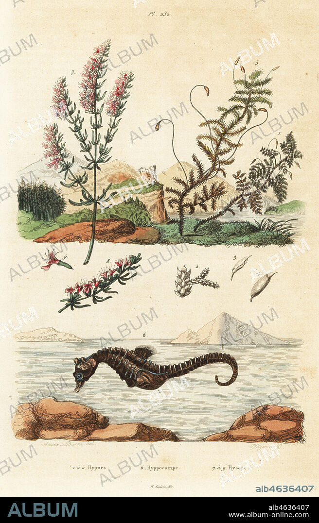 Mosses, Thuidium tamariscinum and Calliergonella cuspidata 1-5, short-snouted seahorse, Hippocampus hippocampus 6, and hyssop, Hyssopus officinalis. Hypnes, Hyppocampe, Hysope. Handcoloured steel engraving by Pfitzer after an illustration by A. Carie Baron from Felix-Edouard Guerin-Meneville's Dictionnaire Pittoresque d'Histoire Naturelle (Picturesque Dictionary of Natural History), Paris, 1834-39.