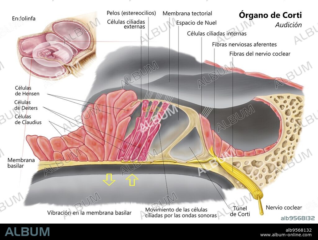 Anatomy of the organ of Corti, part of the cochlea of the inner ear.
