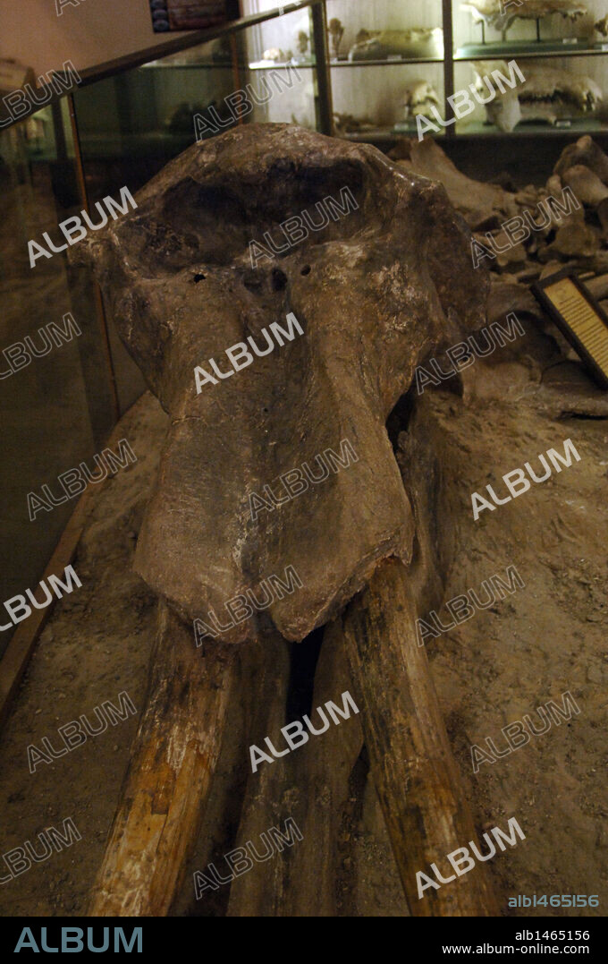 GOMPHOTHERIUM PRODUCTUM. Mamífero proboscídeo extinto, común en la zona noroccidental de Norteamérica hace, aproximadamente, 10 millones de años. Ejemplar hallado cerca de Hidden Timber (Dakota del Sur), en la Reserva india Rosebud. Museo de Geología. Rapid City. Estado de Dakota del Sur. Estados Unidos.