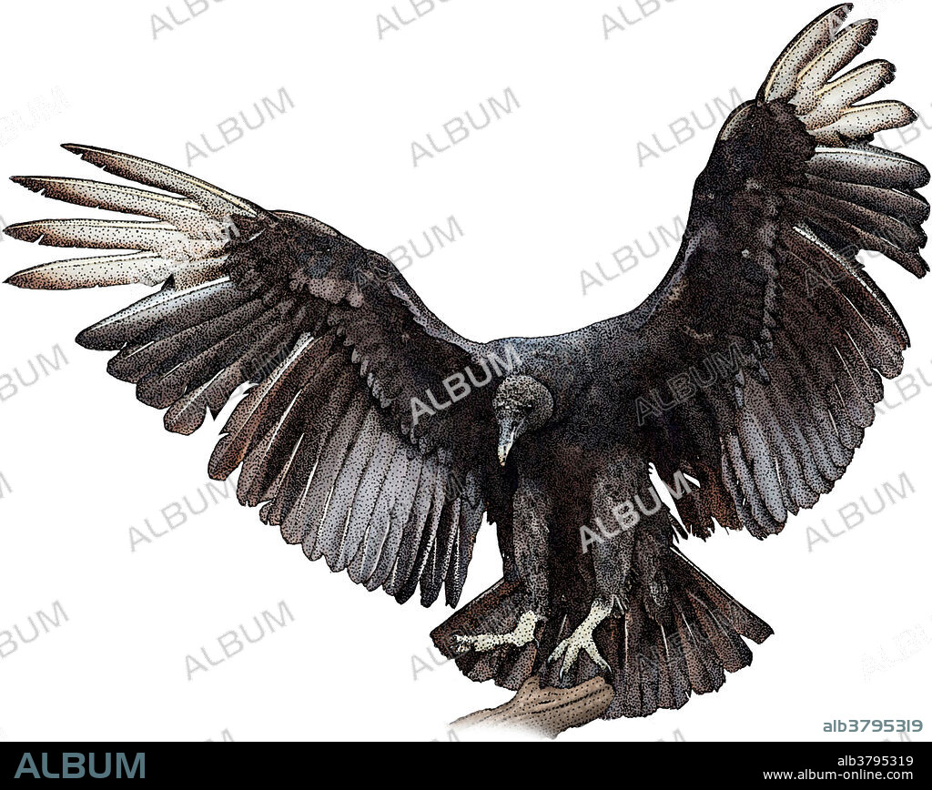 Illustration of a Black Vulture (Coragyps atratus).