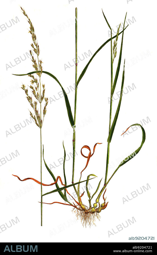 Gewöhnliche Glatthafer, Arrhenatherum elatius, auch Französisches Raygras / Arrhenatherum elatius, with the common names bulbous oat grass, false oat-grass, tall oat-grass, tall meadow oat, onion couch and tuber oat-grass, historical, digital improved reproduction of an original from the 19th century / digital restaurierte Reproduktion einer Originalvorlage aus dem 19. Jahrhundert, genaues Originaldatum nicht bekannt.