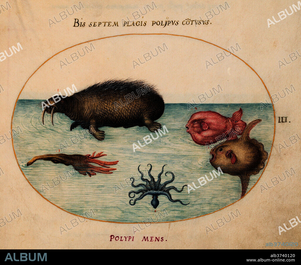 JORIS HOEFNAGEL. Animalia Aqvatilia et Cochiliata (Aqva): Plate III. Dated: c. 1575/1580. Dimensions: page size (approximate): 14.3 x 18.4 cm (5 5/8 x 7 1/4 in.). Medium: watercolor and gouache, with oval border in gold, on vellum.
