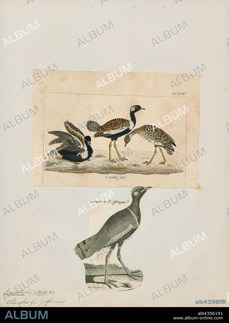 Eupodotis afra, Print, The southern black korhaan (Afrotis afra) or black bustard, is a species of bird in the bustard family, Otididae. This small bird is found in western and southern South Africa, from Little Namaqualand to Cape Town and east to Grahamstown. It has undergone rapid population decline as a result of the loss and fragmentation of its habitat due to the conversion of natural vegetation into agricultural land. Due to this habitat destruction, the species is considered vulnerable for its risk of extinction by the International Union for Conservation of Nature., 1700-1880.