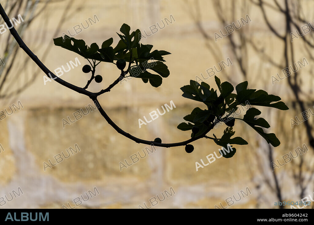 fig leaves silhouette, Majorca, Balearic Islands, Spain.