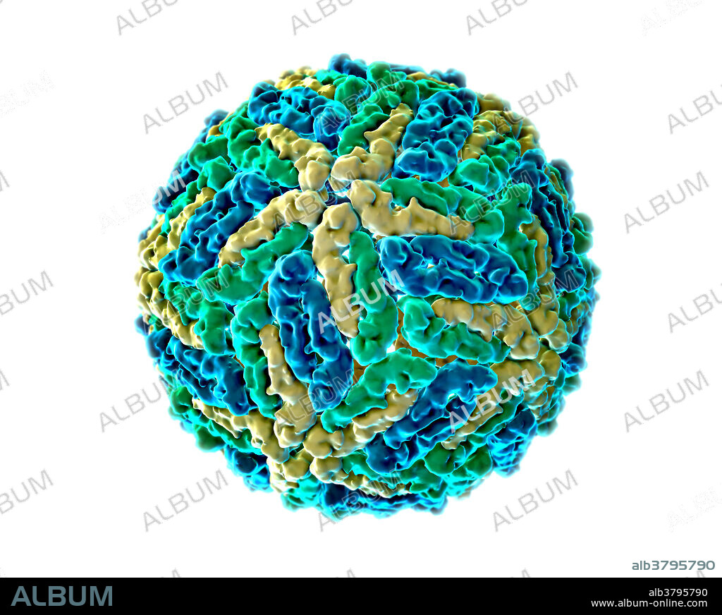 A 3D molecular model of the dengue virus, a mosquito-borne single positive-stranded RNA virus which causes dengue fever. The virus belongs to the Flaviviridae family and Flavivirus genus, with five serotypes and 47 identified strands.