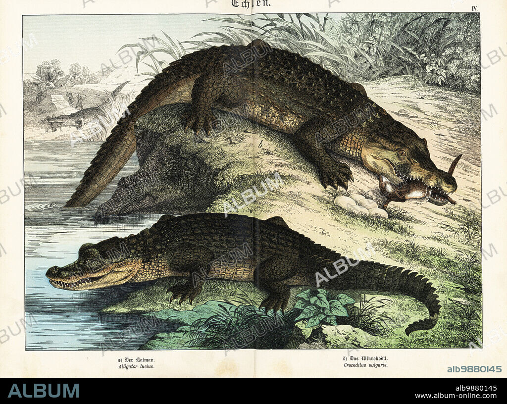 Mississippi alligator, Alligator mississippiensis a, and Nile crocodile, Crocodylus niloticus b. In the background, a crocodile is devouring a native. Chromolithograph from Gotthilf Heinrich von Schubert's Natural History of Animal Kingdoms for School and Home (Naturgeschichte des Tierreichs fur Schule und Haus), Schreiber, Munich, 1886.
