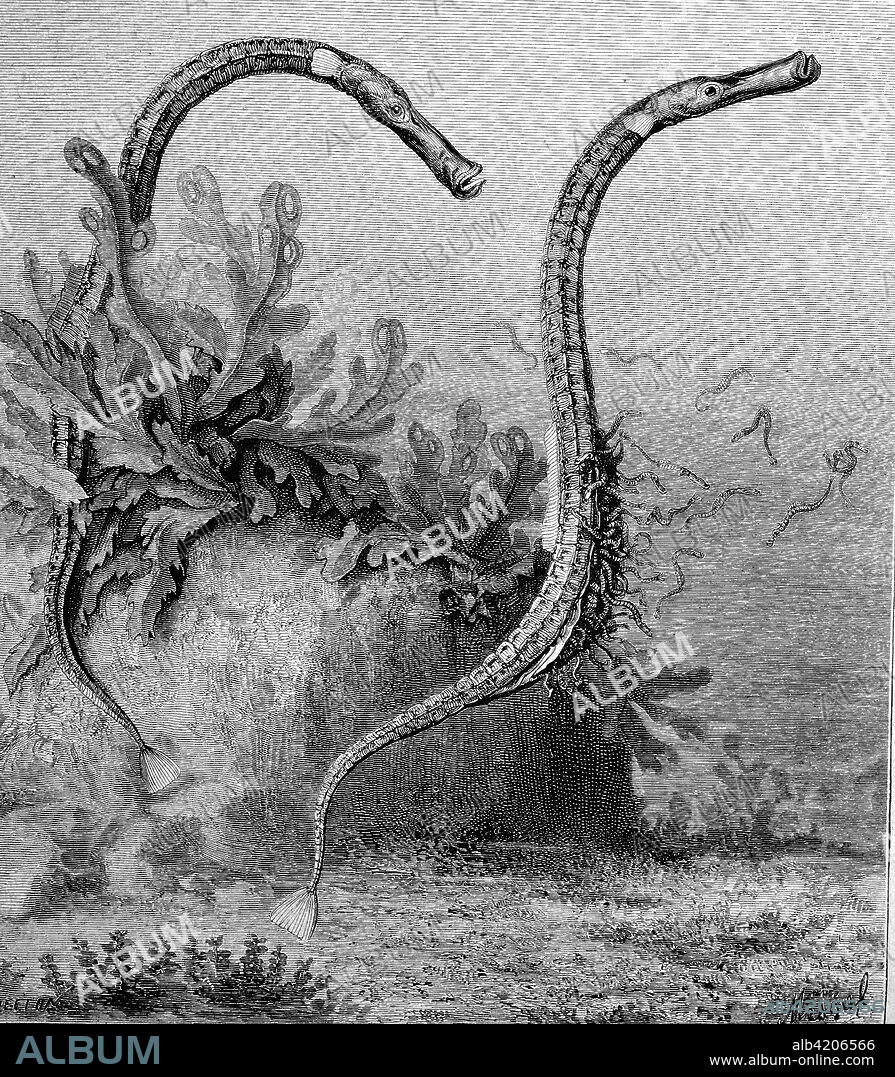 The alligator pipefish or double-ended pipefish with their fish offspring, Syngnathoides biaculeatus, is a species of fish in the family Syngnathidae , reproduction of an image, woodcut from the year 1881, digital improved.