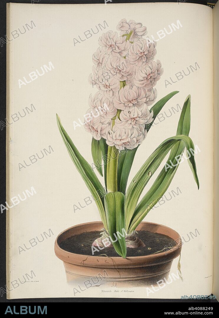 EDWARD GEORGE HENDERSON and JAS ANDREWS. Hyacinth: Duke of Wellington. The Illustrated Bouquet, consisting of figures, with descriptions of new flowers. London, 1857-64. Source: 1823.c.13 plate 7.