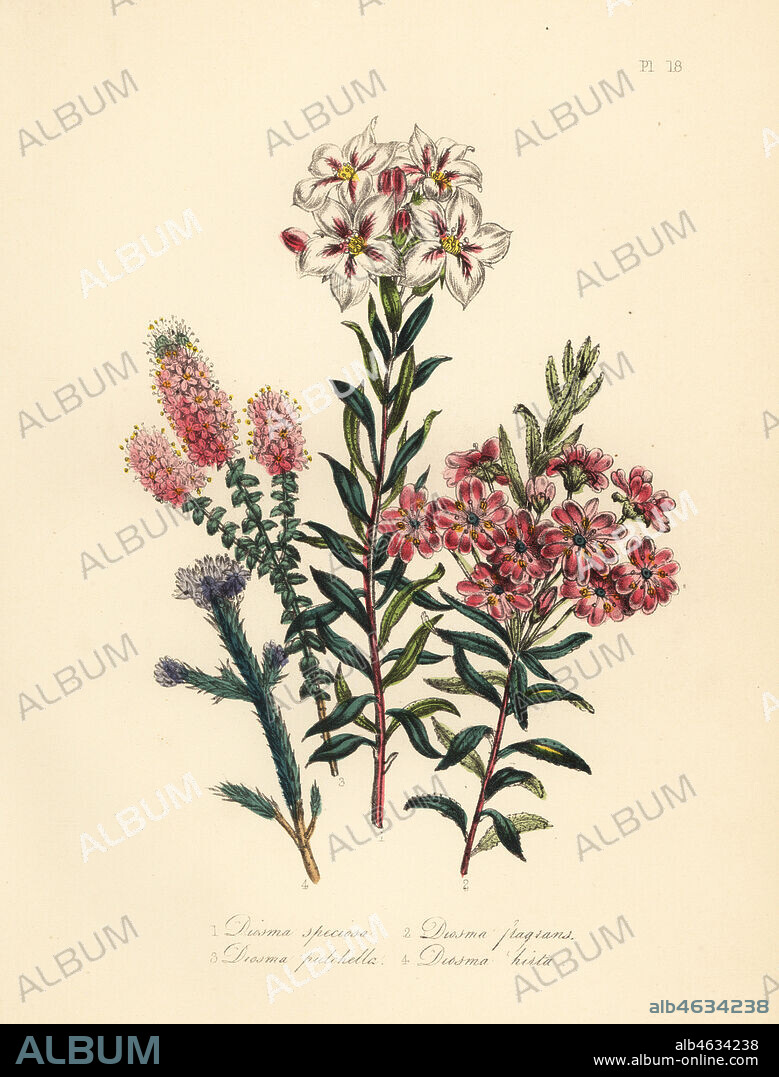 Showy diosma, Diosma speciosa, fragrant, Diosma fragrans, pretty, Diosma pulchella, and purple, Diosma hirta. Handfinished chromolithograph by Noel Humphreys after an illustration by Jane Loudon from Mrs. Jane Loudon's Ladies Flower Garden or Ornamental Greenhouse Plants, William S. Orr, London, 1849.