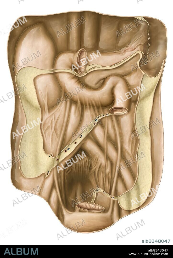Resistant membrane covering the internal walls and organs of the abdominal cavity and maintaining its shape.