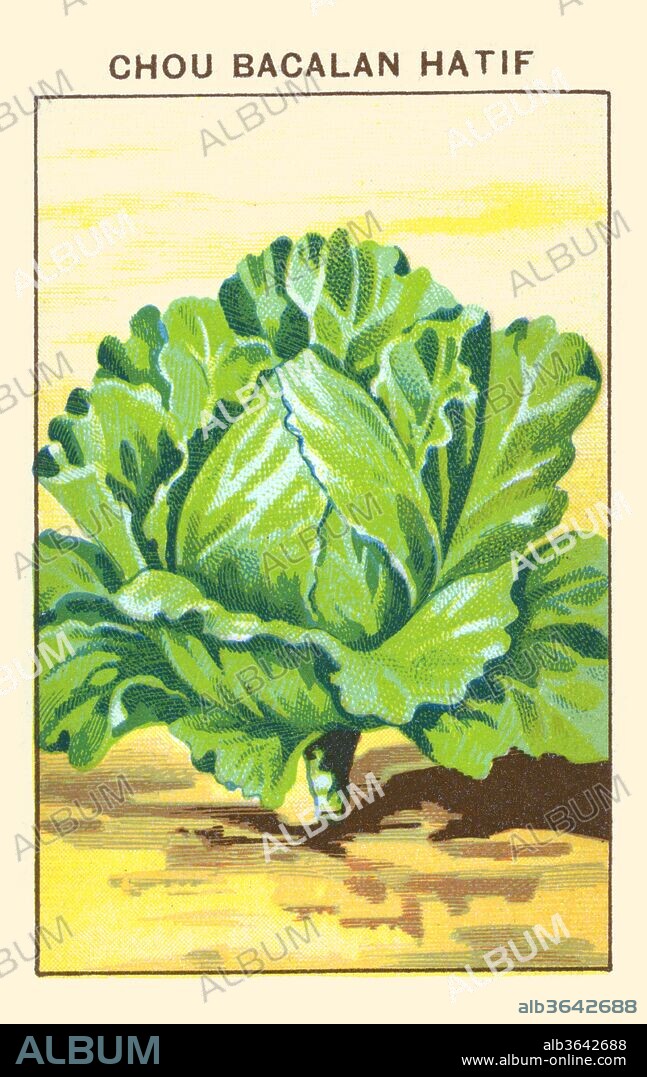 Cabbage.