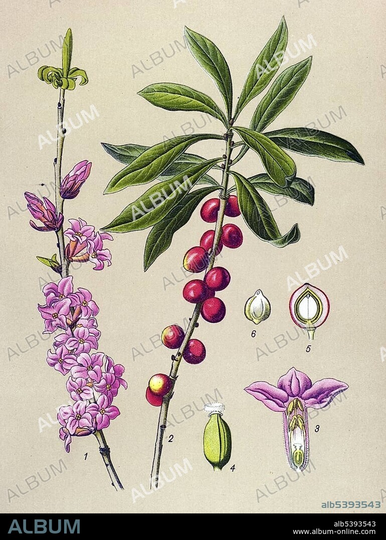 Historical illustration, Mezereon (Daphne Mezereum), poisonous plant, medicinal plant