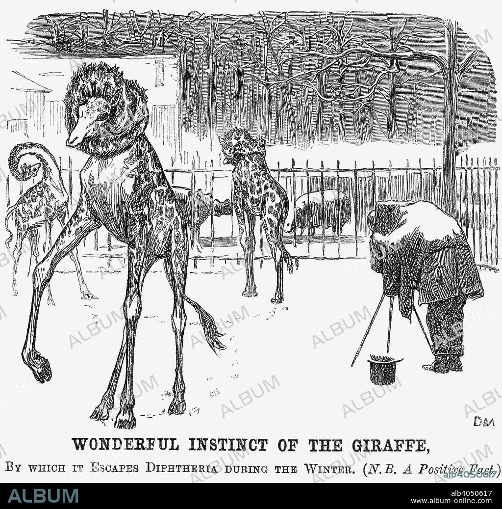 'Wonderful Instinct of The Giraffe', 1865. 'By which it Escapes Diphtheria during The Winter. (N.B. A Positive Fact.)' This cartoon pokes a little gentle fun at the giraffes at London Zoo. However, it also highlights the considerable loss of life, particularly in urban areas, caused by diseases such as diphtheria. On another note, this is an early depiction of the new technology of photography. That this was not yet a speedy science is evident from the depth of the snow on the back of the photographer. From Punch, or the London Charivari, March 4, 1865.