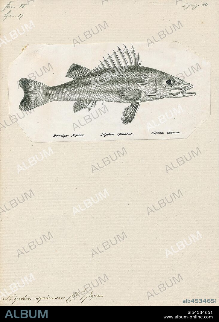 Niphon spinosus, Print, Sawedged perch, 1809-1845.