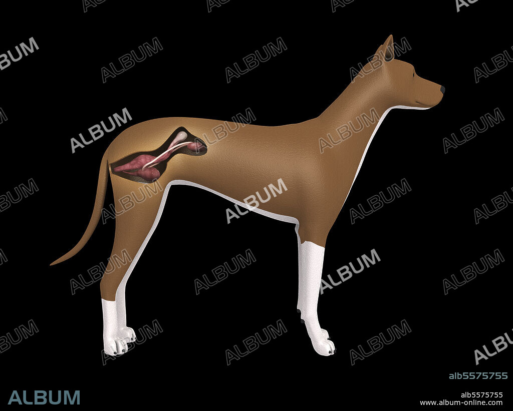Urinary system of a female dog.