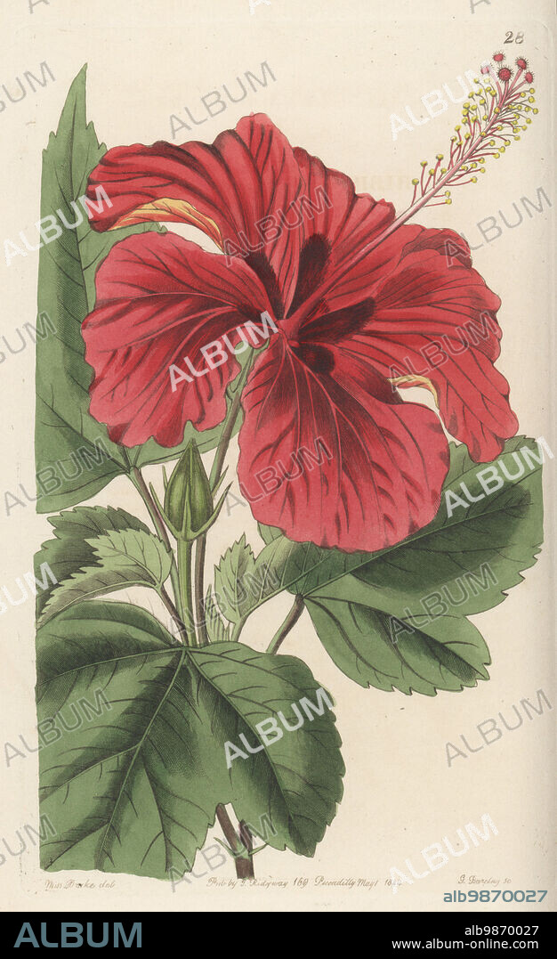 Hybrid rose mallow. Hibiscus cameroni-fulgens, garden variety. Hybrid of Hibiscus cameronii and Hibiscus fulgens (Hibiscus rosa-sinensis), raised by nurseryman William Rollisson of Tooting. Handcoloured copperplate engraving by George Barclay after a botanical illustration by Sarah Drake from Edwards Botanical Register, continued by John Lindley, published by James Ridgway, London, 1844.