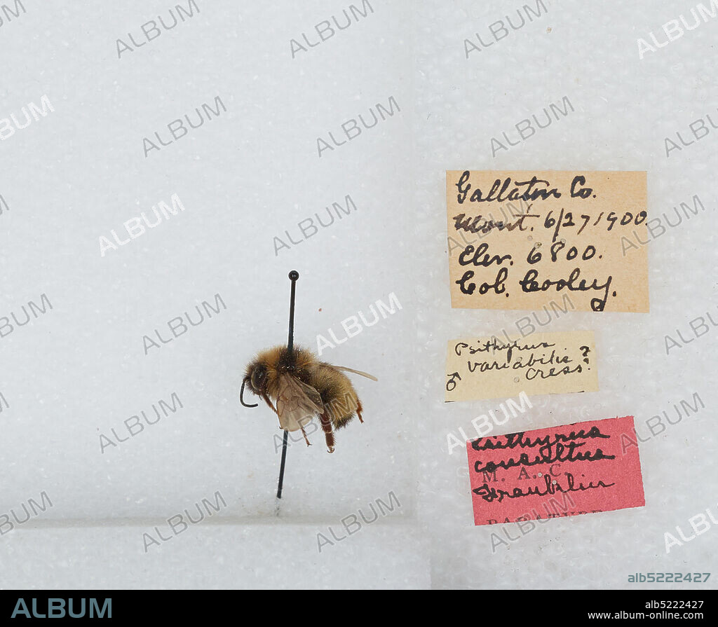 Gallatin, Montana, United States, Bombus (Psithyrus) insularis (Smith), Animalia, Arthropoda, Insecta, Hymenoptera, Apidae, Apinae.