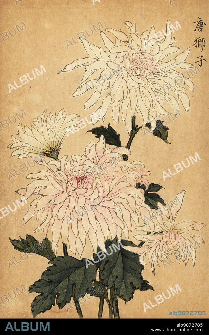 Hybrid white chrysanthemum, Chrysanthemum indicum. Handcoloured woodblock print after Keika Hasegawa from Keika Hyakugiku, Keika's 100 Chrysanthemums, published by Naosaburo Yamada, Kyoto, Japan, 1893. Keika Hasegawa drew flowers and patterns for kimono in Kyoto in the final years of the 19th century.