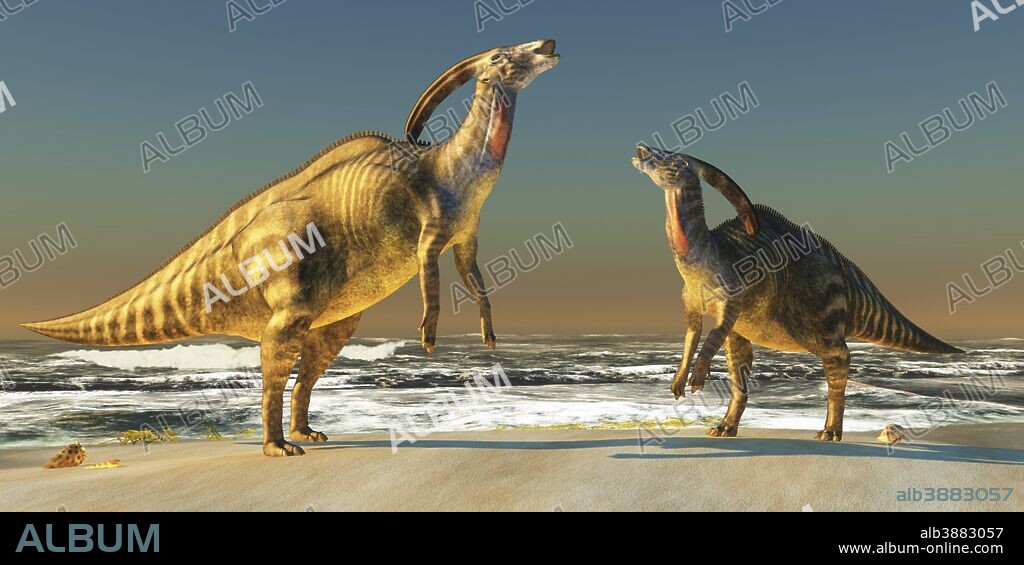 Two Parasaurolophus dinosaurs bellow at each other to claim territory on a seacoast beach.