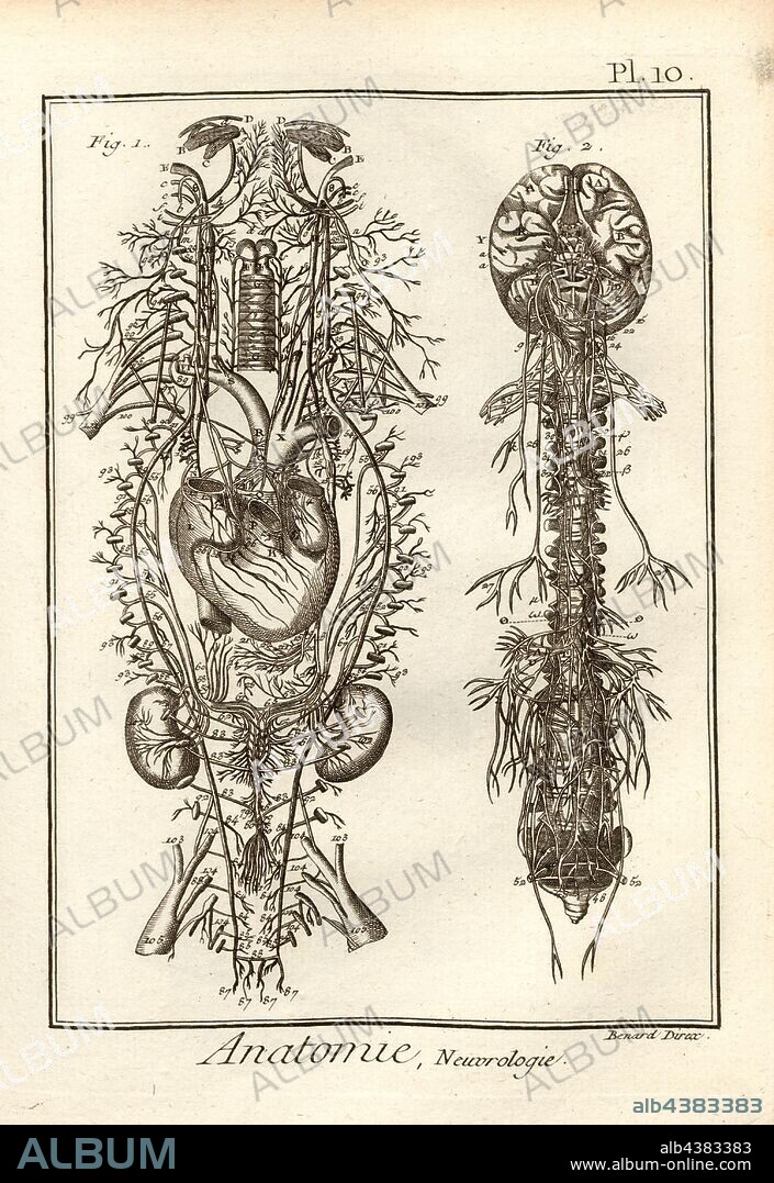 Anatomy, neurology, Nerves, Signed: Benard direx, Pl. 10, after p. 48, Benard (dir.), 1778, Denis Diderot; M. d'Alembert: Encyclopédie, ou dictionnaire raisonné des sciences, des arts et des métierss, des arts et des métiers. Genève: chez Pellet, MDCCLXXVIII [1778].