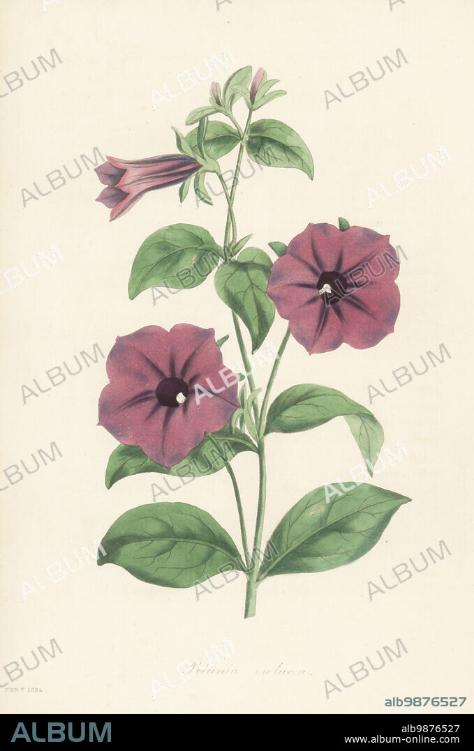 Shanin, Petunia integrifolia, used as a hallucinogen. Native of Argentina, John Tweedie sent seeds from Buenos Ayres to Glasgow Botanic Garden in 1830. Purple petunia, Petunia violacea. Handcoloured engraving from Joseph Paxtons Magazine of Botany, and Register of Flowering Plants, Volume 1, Orr and Smith, London, 1834.