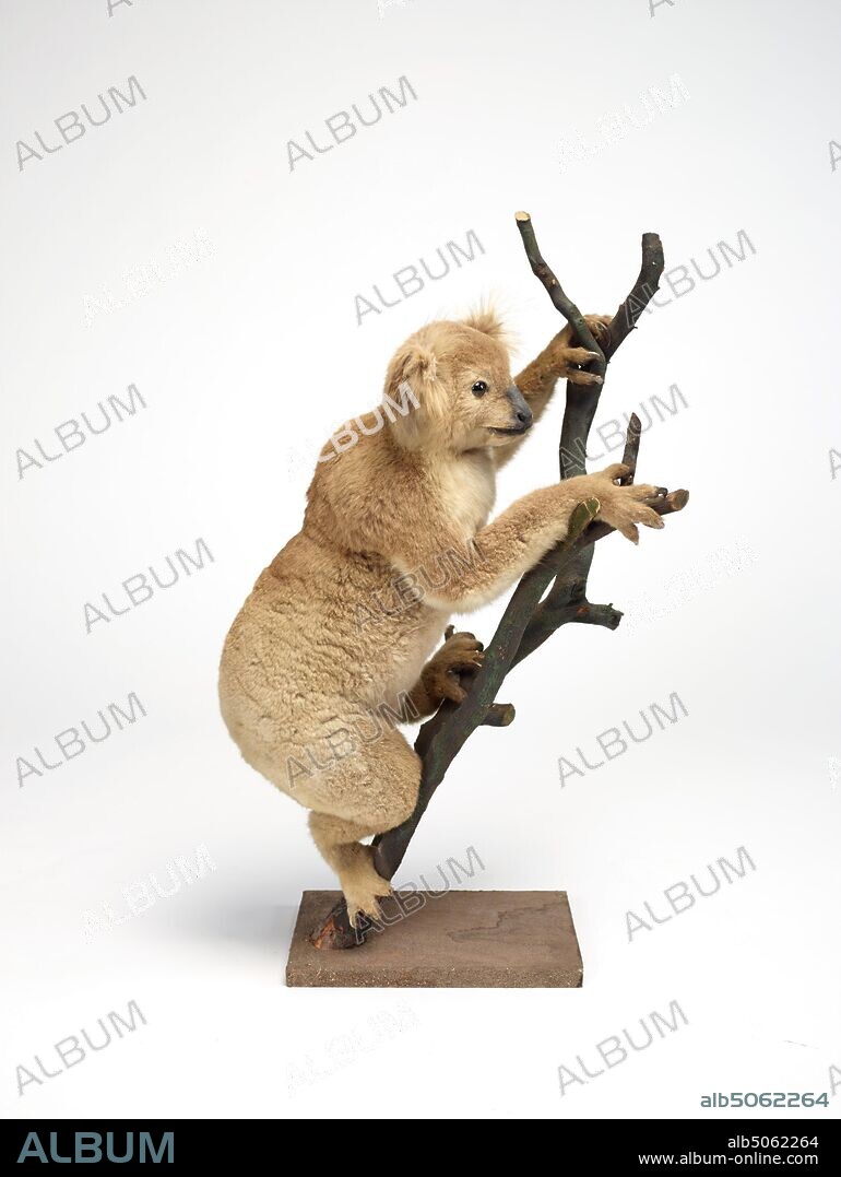 Phascolarctos cinereus, taxidermy on plinth., Australia, Natural Science, Zoology, Taxidermy, Amazing Animals.