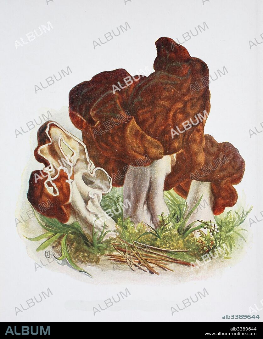 Speise-Lorchel, Gyromitra esculenta, digital reproduction of an ilustration of Emil Doerstling (1859-1940).