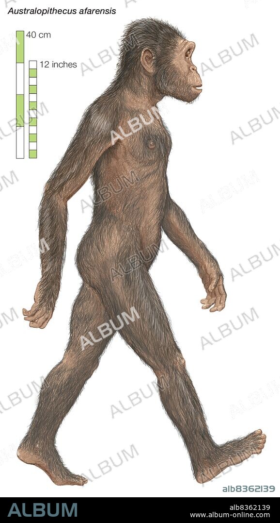 Australopithecus afarensis, the "southern ape," which lived from 3.8 to 2.9 million years ago.