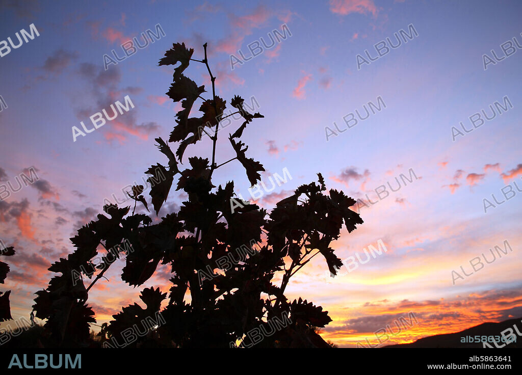 viñedos al atardecer cerca de Villar del Arzobispo (D.O. Valencia).