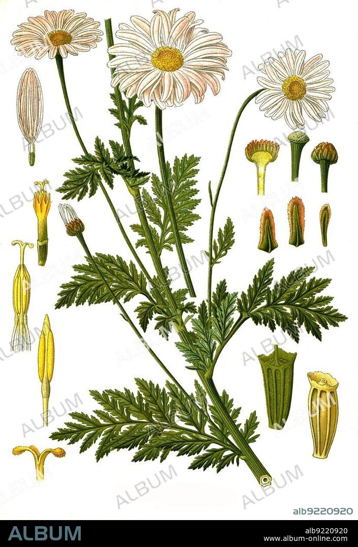 Medicinal plant, Caucasian usurious red-flowered flower (Tanacetum coccineum) (Chrysanthemum coccineum) (Pyrethrum roseum) (Pyrethrum carneum), Historical, digitally restored reproduction from an 18th century original.