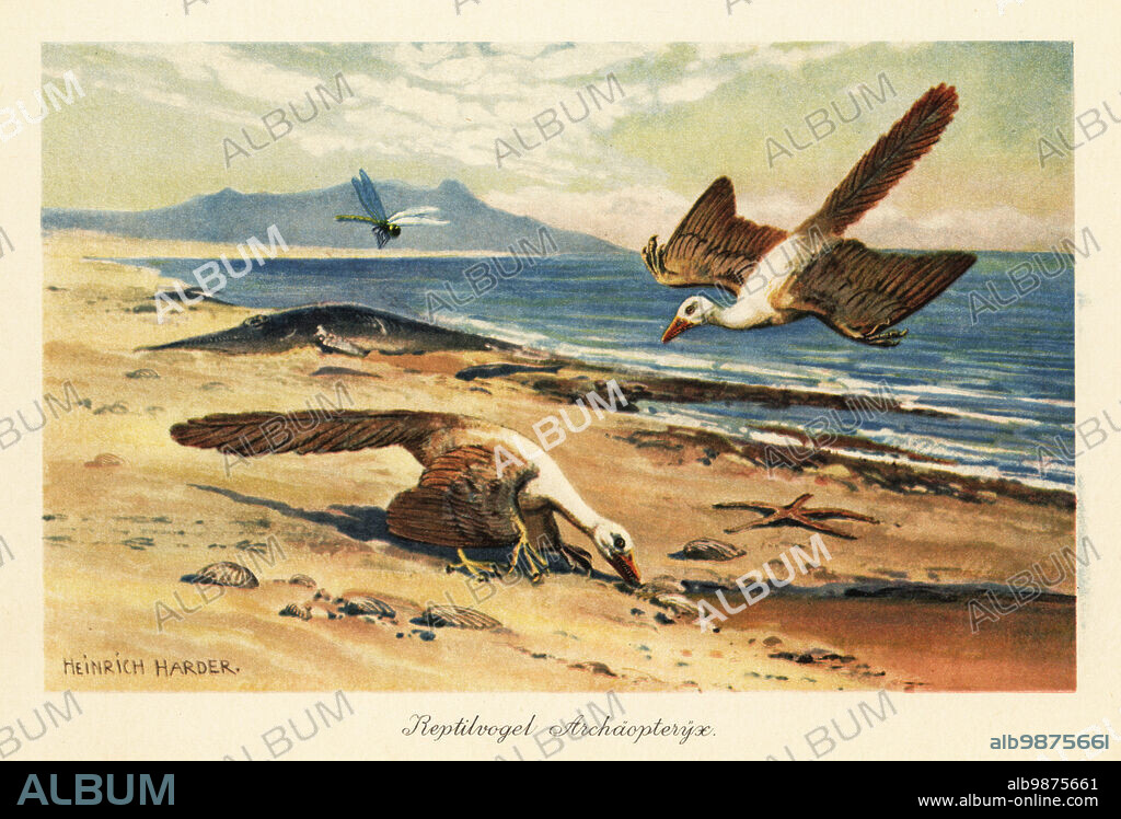 Two Archeopteryx foraging on the shore, Archaeopteryx lithographica. Reptilvogel or Urvogel, earliest and most primitive bird, Late Jurassic. Reptilvogel Archaiopteryx. Colour printed illustration by Heinrich Harder from Wilhelm Bolsches Tiere der Urwelt (Animals of the Prehistoric World), Reichardt Cocoa company, Hamburg, 1908. Heinrich Harder (1858-1935) was a German landscape artist and book illustrator.