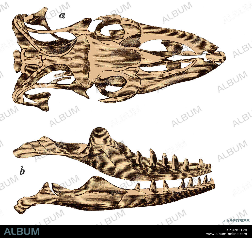 Skull and jaw of a Nile monitor (Varanus niloticus), from Louis Figuier's The World Before the Deluge, 1867 American edition.